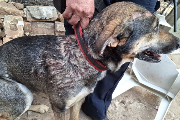 Suspeito de maus-tratos a cachorro é preso em Mogi Mirim